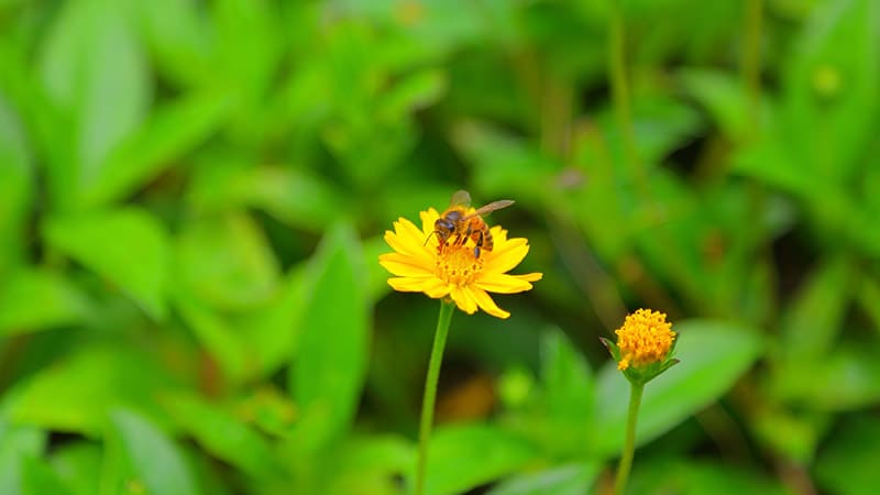 ベランダピクニックで非日常を楽しもう