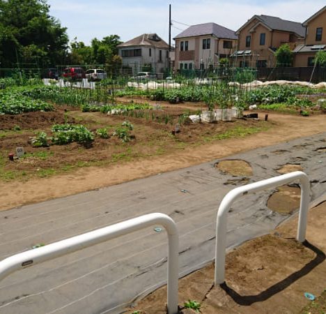 雨水タンクを活用！エコな家庭菜園の水やり術