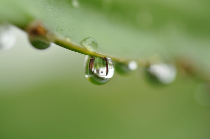葉についた水滴