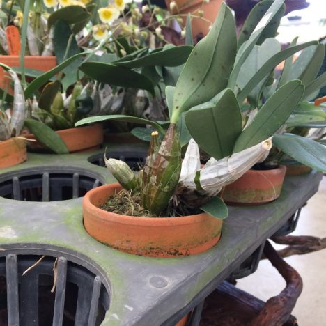 ベランダで手軽に挑戦！プランターで始める家庭菜園の基本