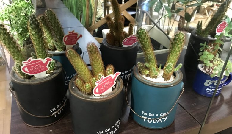 家庭菜園の成長を楽しむ「観察日記」