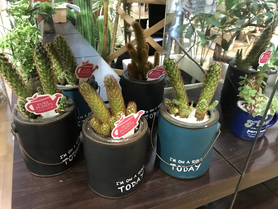 家庭菜園の成長を楽しむ「観察日記」